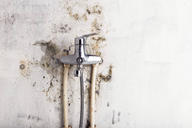Best Mold Removal Near Me  in South Holland, IL