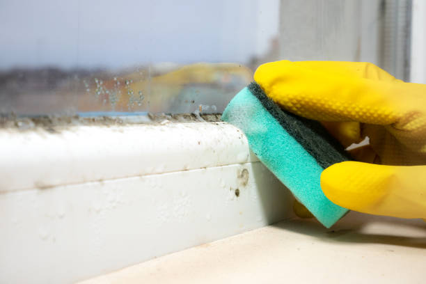 Best Certified Mold Removal  in South Holland, IL