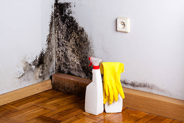 Best Residential Mold Removal  in South Holland, IL